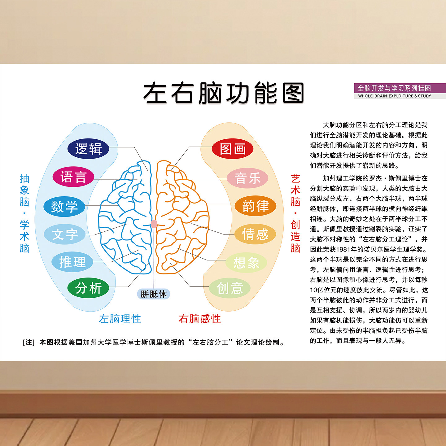 左脑右脑功能区海报人体开发大脑贴画左右脑部功能图墙贴KT板挂图,个性定制/设计服务/DIY,写真/海报印制,淘宝优惠券,粉丝福利购,淘宝优惠卷
