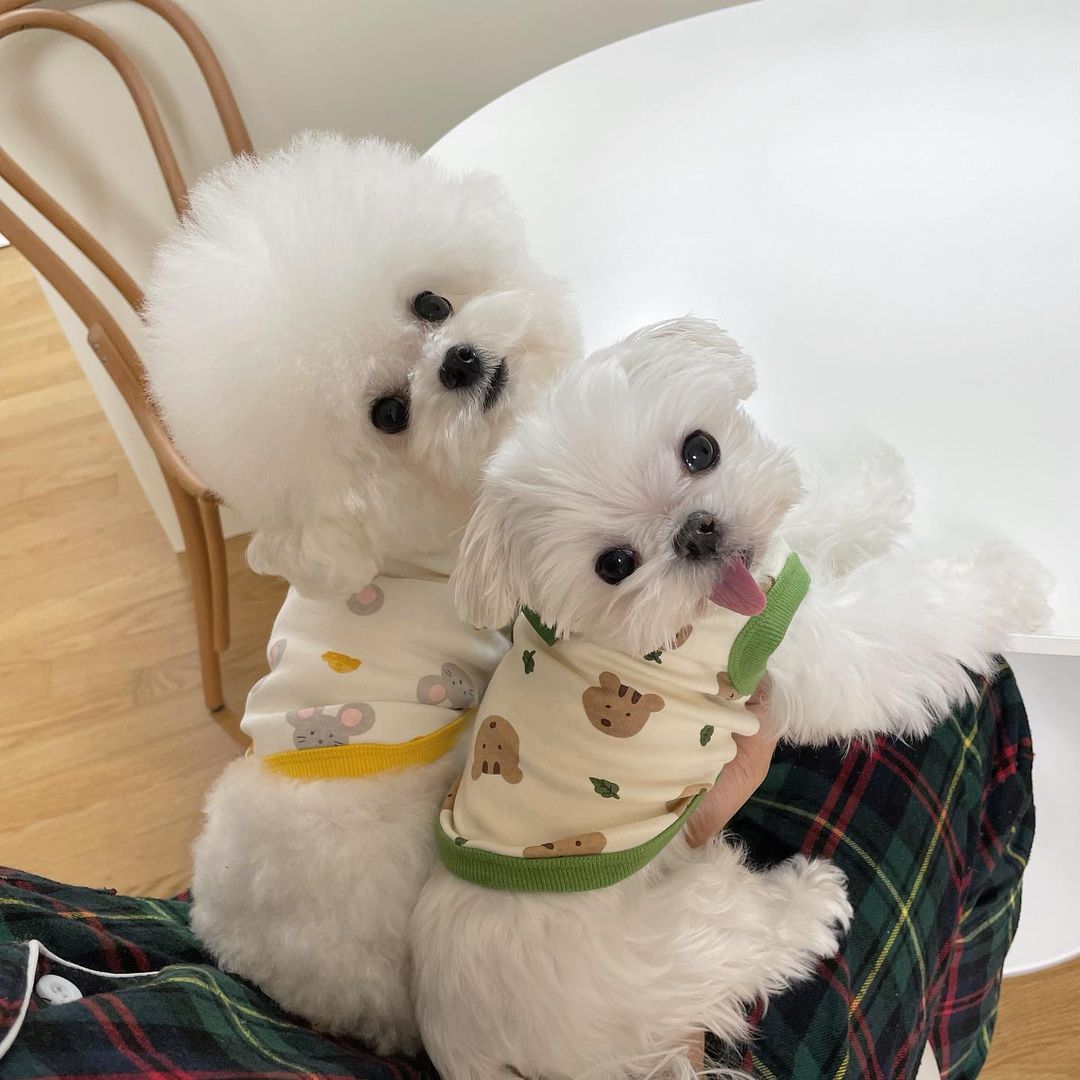 秋装新款宠物比熊狗狗衣服泰迪雪纳瑞博美贵宾小型犬狗德绒棉背心