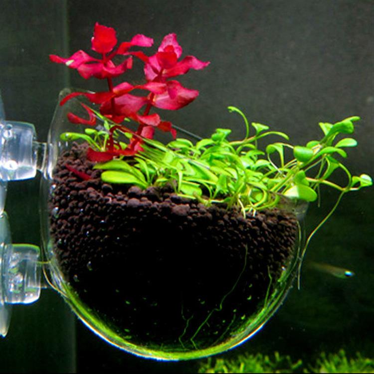 水族器材水草饲育造景盆鱼缸氧水植物饲育造景盆大吸盘水草杯厂