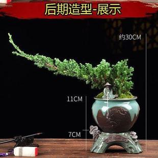 常青松柏二松樹一發花卉買盆景室內外其他 綠植耐熱耐寒迎客松四季
