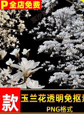 清冷玉兰花透明PNG免抠素材古风白色战国袍汉服写真照后期ps素材