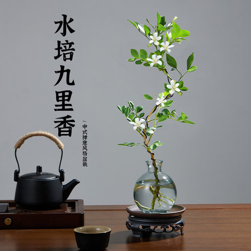 水培植物九里香花卉绿植室内