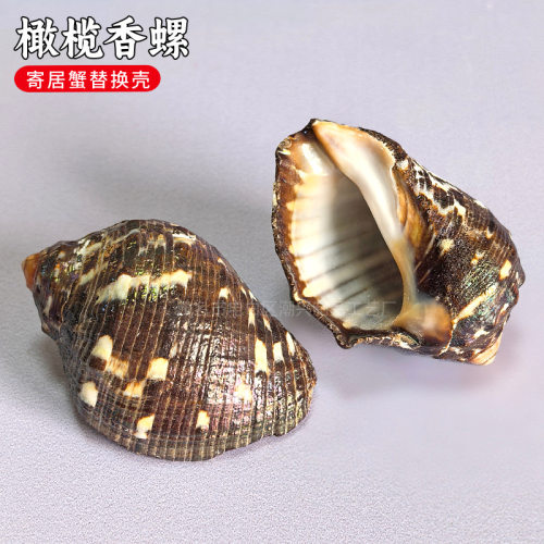 橄榄香螺天然绿贝壳海螺寄居蟹