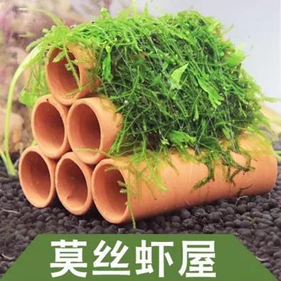 三管六管莫丝定植虾屋水族箱鱼缸造景水草moss莫丝水晶虾屋现货