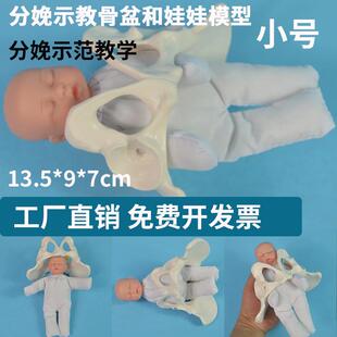 分娩示范骨盆模型 卫生院分娩示教骨盆模型 瑜伽班道具小号骨盆