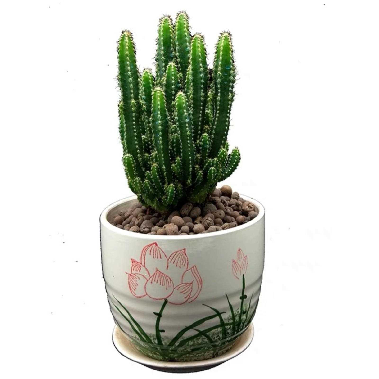 仙人球小盆栽客厅绿植室内花卉植物好养办公桌多肉仙人掌开花玉翁