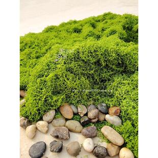 新款彷真苔藓软丝户外室内绿野仙踪造景假青苔绿植软装饰假草地毯