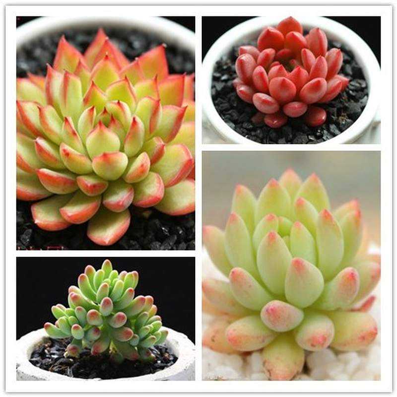 花盆多头大棵多肉植物含盆超大绿色绿植微景观园艺摆件酒柜超萌