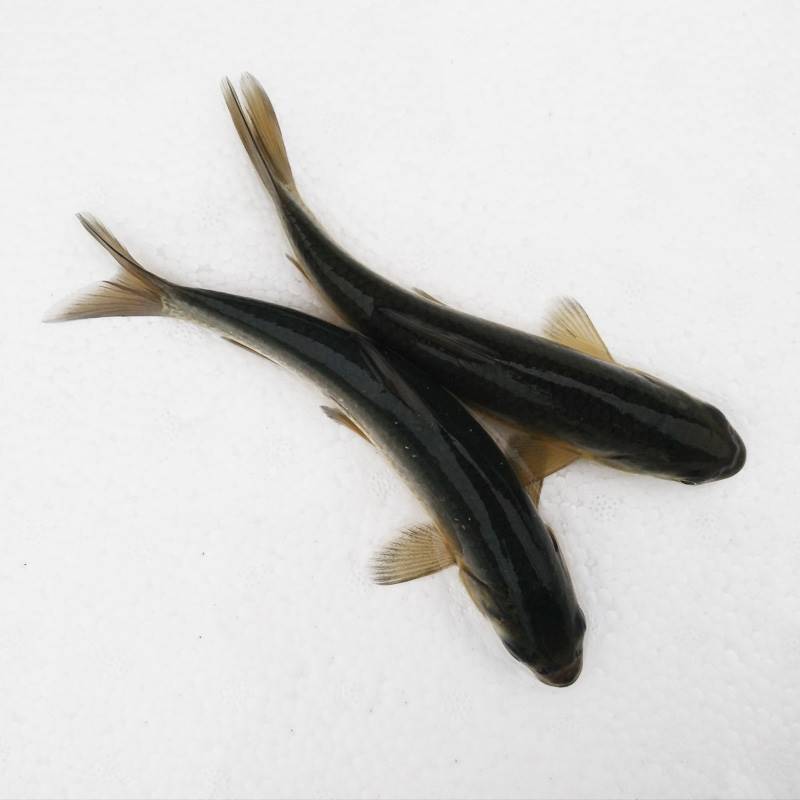 青鱼草鱼鱼苗20公分鱼苗淡水活鱼大鲫鱼冷水培殖花鲢鱼食用白鲢