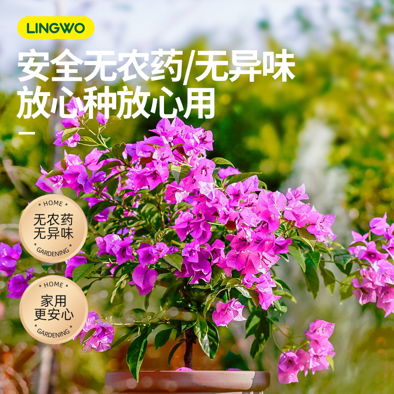 免稀释三角梅肥料专用肥植物营养液梅花家用盆栽花卉养花促开花肥