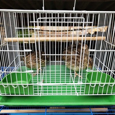 鹌鹑专用笼鹌鹑笼小型笼方笼家用养殖鹌鹑笼下蛋笼自动滚蛋鸟笼子
