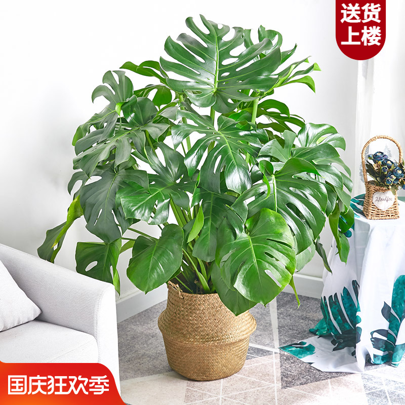 龟背芋盆栽北欧网红盆景大叶植物除甲醛真龟背叶办公客厅室内绿植