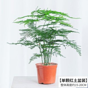 indoor living room Asparagus Seasons bonsai Four ever fern