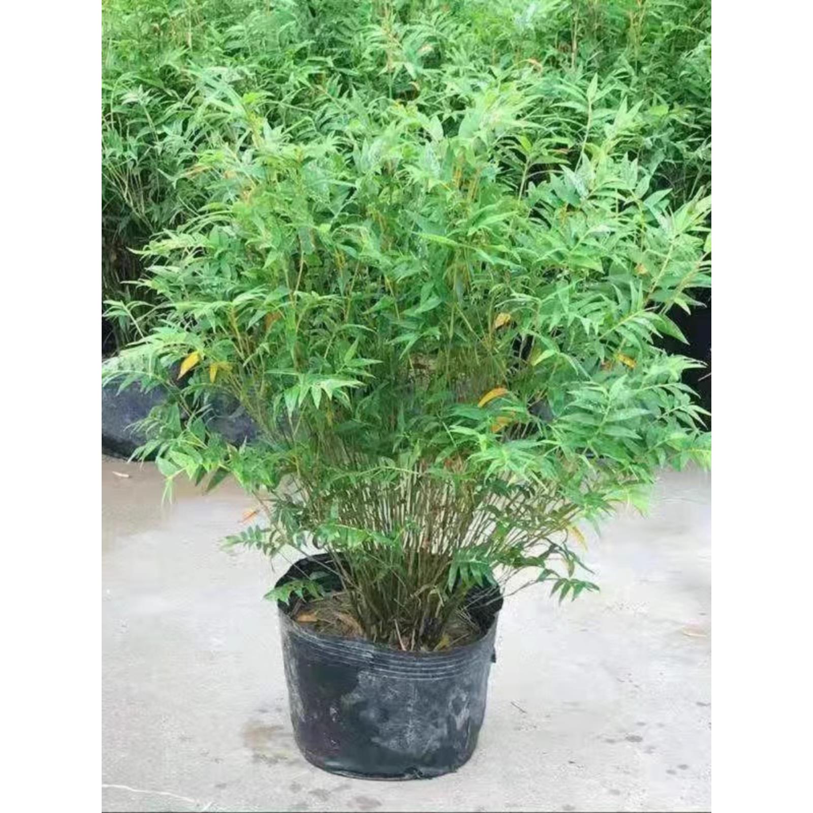 丛生凤尾竹盆栽竹子庭院观赏植物微型盆景米竹苗室内阳台种植花苗