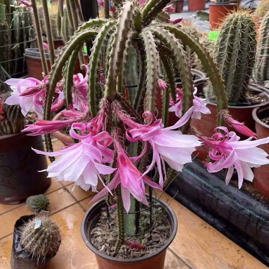 鼠尾令箭荷花嫁接新品金妞仙人掌扦插枝条室内阳台盆栽多肉植物