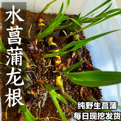 龙根菖蒲盆景吸甲醛绿植室内办公桌野生菖蒲草养龟挺水培植物盆栽