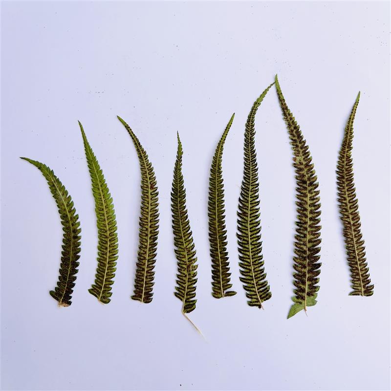 1000枝金星蕨侧枝干花天然押花DIY装饰滴胶植物标本树叶贴画素材