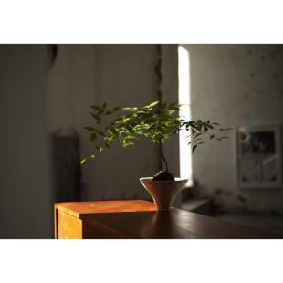 EARTH PLANT小叶南天竹盆栽耐寒观赏盆景四季常绿小众植物