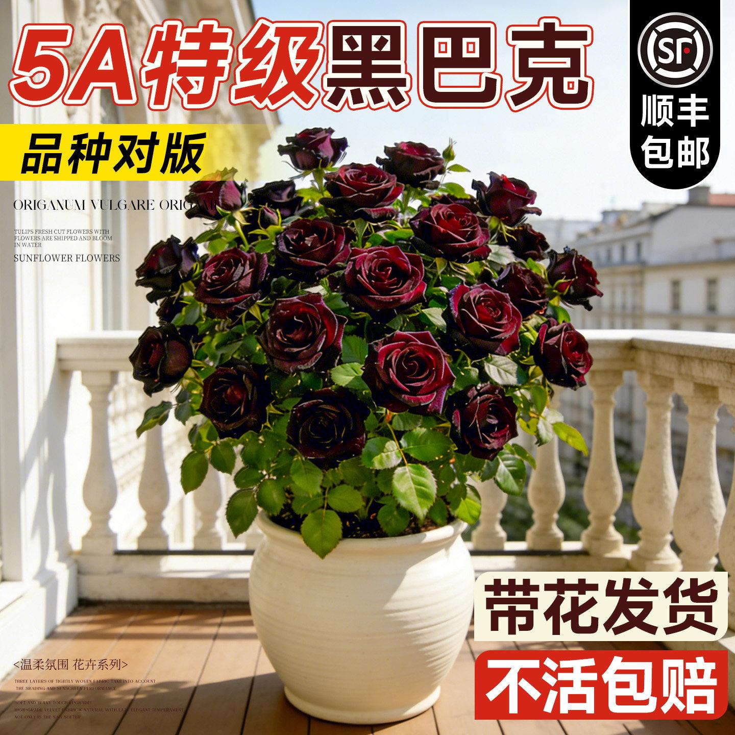 黑巴克玫瑰花苗月季花苗老桩大苗盆栽云南鲜花好养易活客厅阳