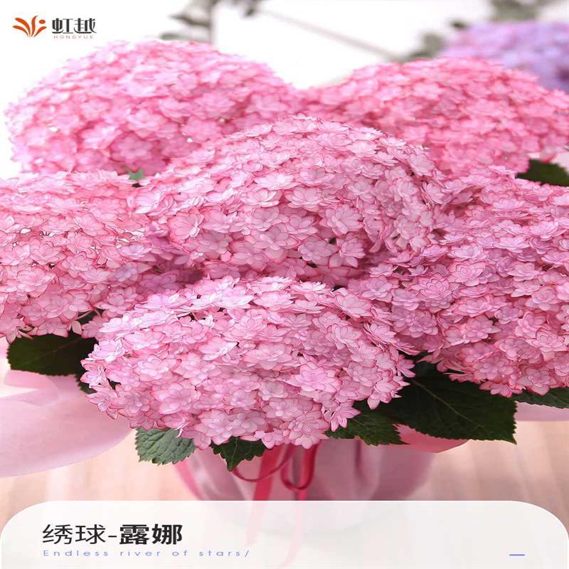 绣球新品上架龙宫露娜角宿一响声绣球花盆栽花园地栽大花花苗植物