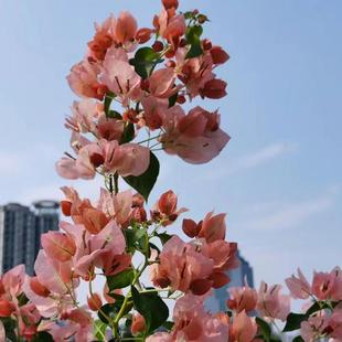 【盆栽】精品新款落日三角梅/日落三角梅四季开花盆栽阳台庭院