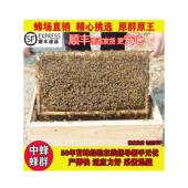 蜜蜂蜂群中蜂蜂群出售带王蜜蜂活群土蜂蜂子中华蜜蜂活体蜂王种王