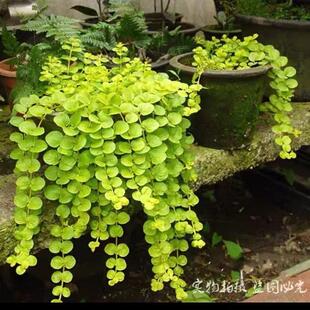 金叶过路黄盆栽垂吊绿植耐寒耐旱四季金黄爆盆庭院绿化花镜搭配
