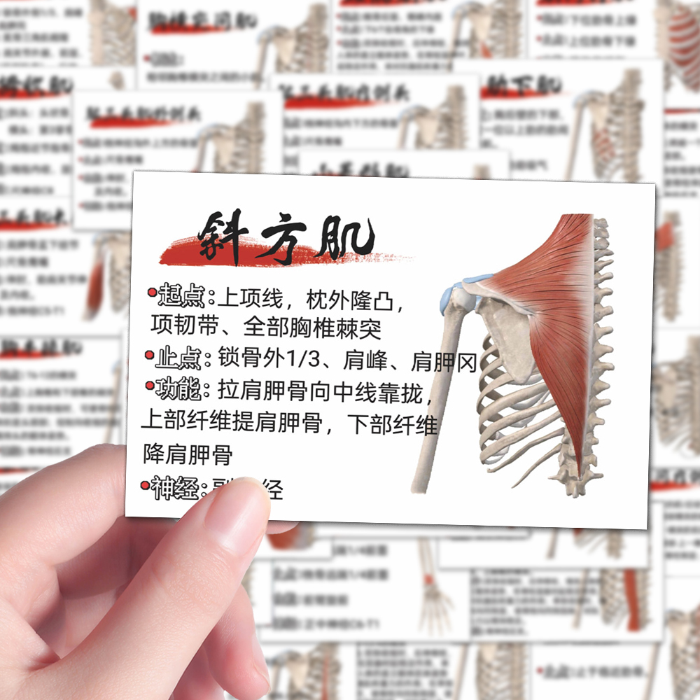 106张人体运动肌肉贴纸医学肌肉功能解剖贴画自粘手账本笔记桌面