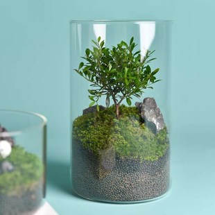 高硼硅玻璃花瓶桌面微景觀生態(tài)瓶水培植物罐客廳裝 飾玻璃缸大花瓶