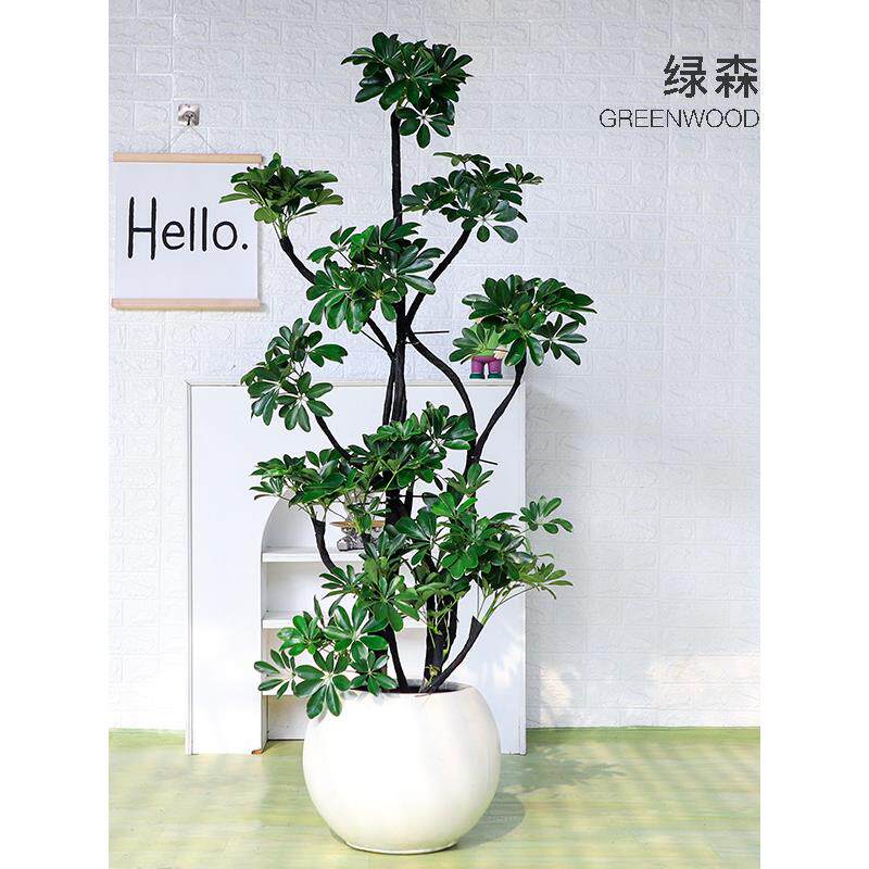 绿森 造型鸭脚木盆栽八方来财室内落地植物乔迁新房网红植物好养
