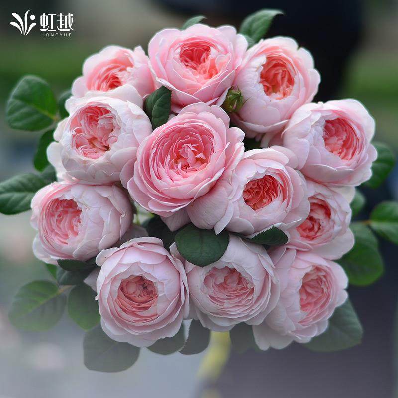 虹越瑞典女王果汁阳台朱丽叶真宙月季花苗大苗爬藤灌木盆栽苗庭院,鲜花速递/花卉仿真/绿植园艺,月季/蔷薇/玫瑰,淘宝优惠券,粉丝福利购,淘宝优惠卷