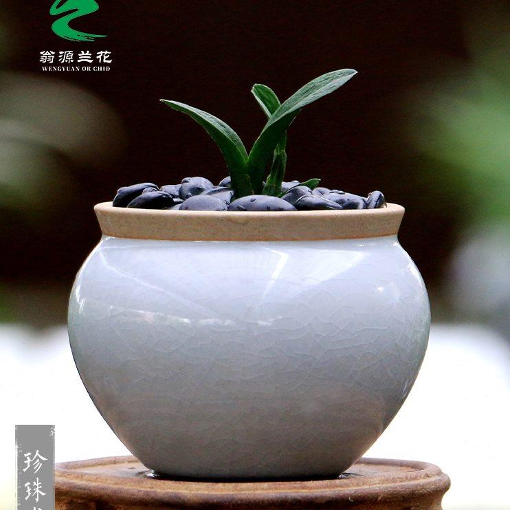翁源兰花苗高端墨兰矮种珍珠龙奇叶开花浓香好养室内绿植花卉盆栽