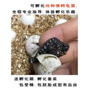 纯佛鳄龟蛋可孵化受精原种纯佛鳄龟可孵化受精蛋凶猛爆刺小鳄龟蛋