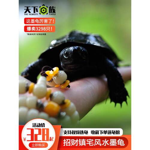墨龟纯种全黑小乌龟活物特大中华草龟顶墨龟苗宠物龟公檀香龟种龟