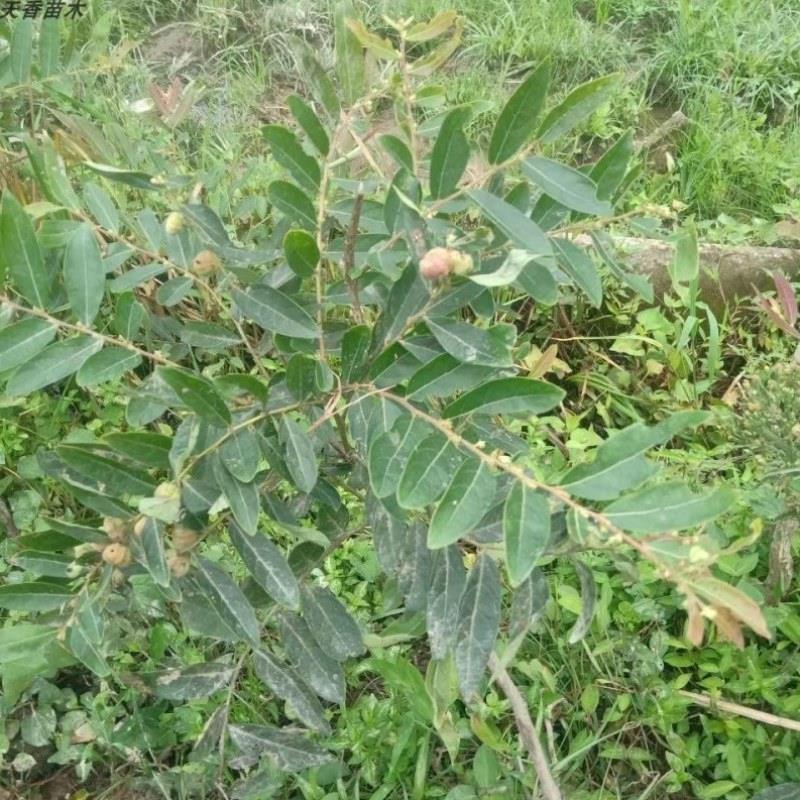 算盘子树苗叶下珠科算盘子苗庭院苗盆栽盆景南瓜八瓣橘树苗