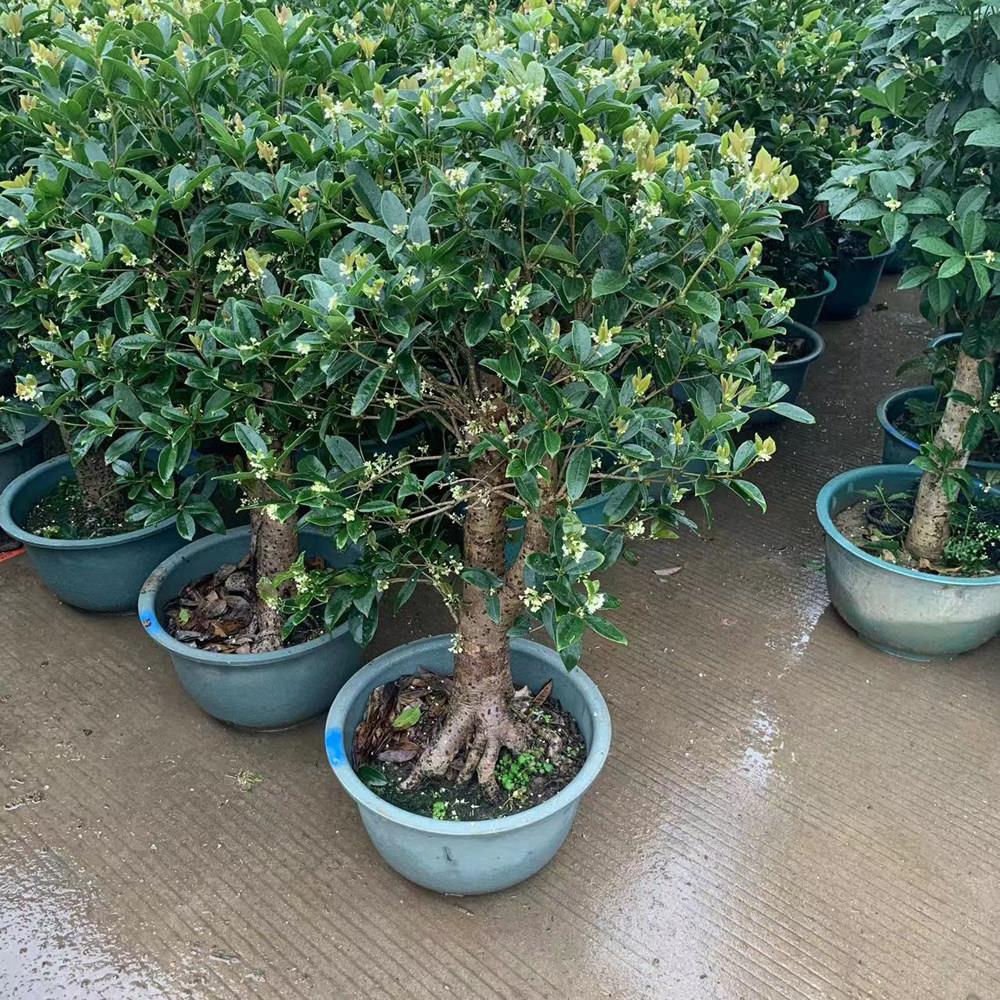 大型桂花树苗老桩金桂丹桂庭院别墅地栽浓香型植物耐寒四季桂绿化