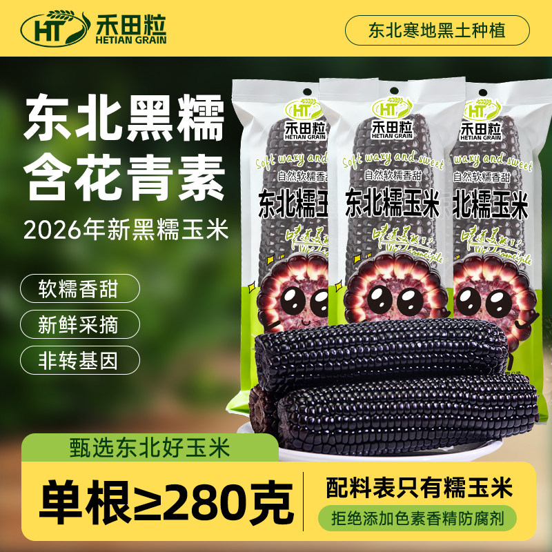 禾田粒黑糯玉米新鲜头茬含花青素图片