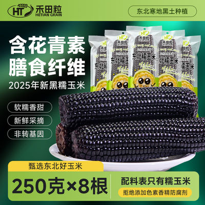 禾田粒东北新鲜糯玉米富含花青素