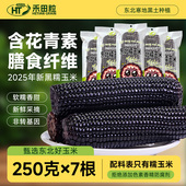 2025新鲜东北黑糯玉米非即食低脂代早餐粗粮甜粘苞米黄玉米真空装
