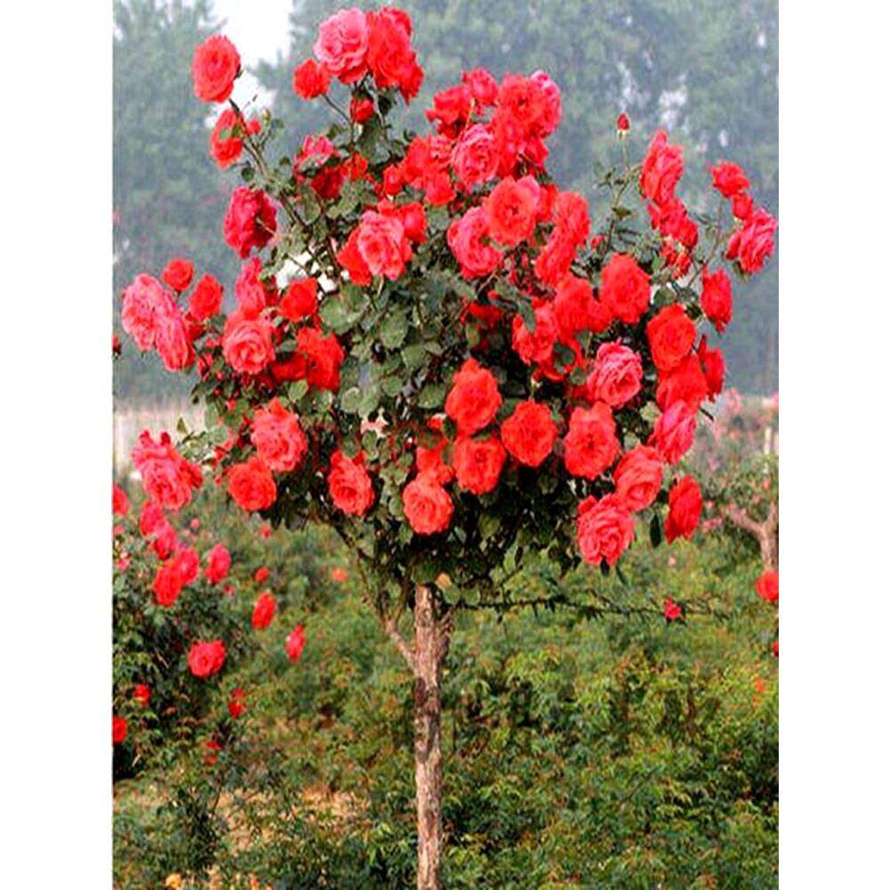 嫁接树桩月季花棒棒糖树大花朵粉色月季花苗特大花四季庭院老桩