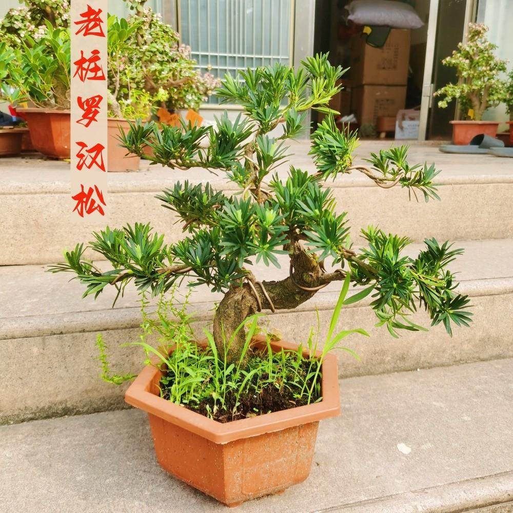 造型罗汉松盆景树四季常青松柏老桩绿植金钻罗汉松盆栽客厅阳台,鲜花速递/花卉仿真/绿植园艺,造型盆景,淘宝优惠券,粉丝福利购,淘宝优惠卷