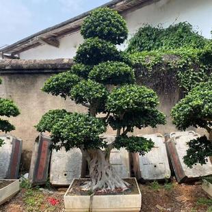 小叶榕树盆景金钱榕室内阳台净化空气花卉绿植四季常青大型绿植