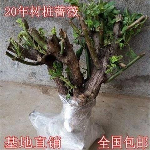 蔷薇花苗爬藤月季苗玫瑰苗月季老桩爬藤苗攀援蔷薇老桩苗阳台庭院