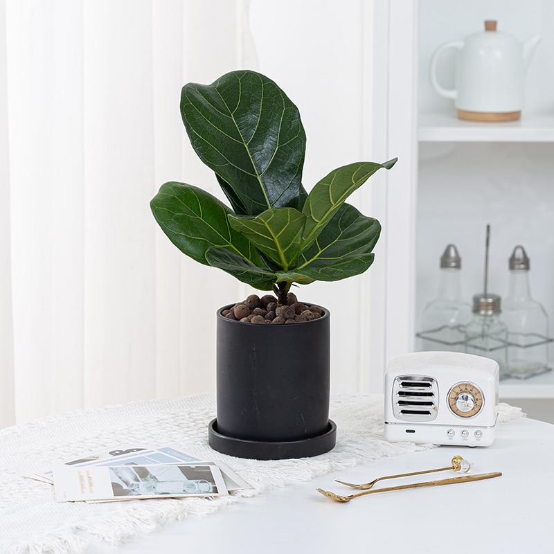 琴叶榕橡皮树桌面植物办公室文艺北欧风网红ins植物盆栽室内高档
