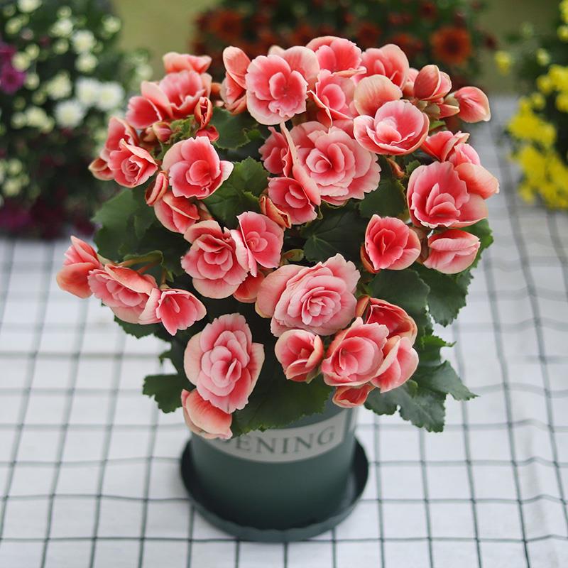 丽格重瓣海棠花盆栽大苗易活室内花卉绿植阳台庭院楼顶花苗带花苞