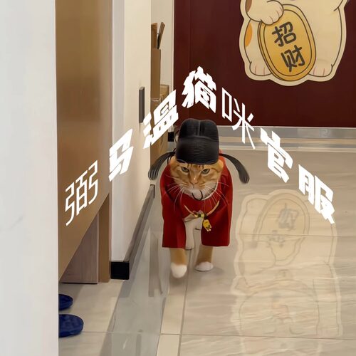 【猫界弼马温】弼马温猫咪衣服状元官服乌纱帽造型帽宠物拍照道具