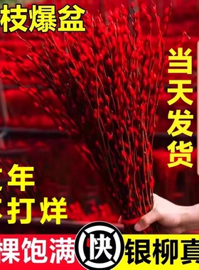 银柳真花鲜枝干花摆件室内水培绿植物新年红招财年宵花卉盆栽花卉
