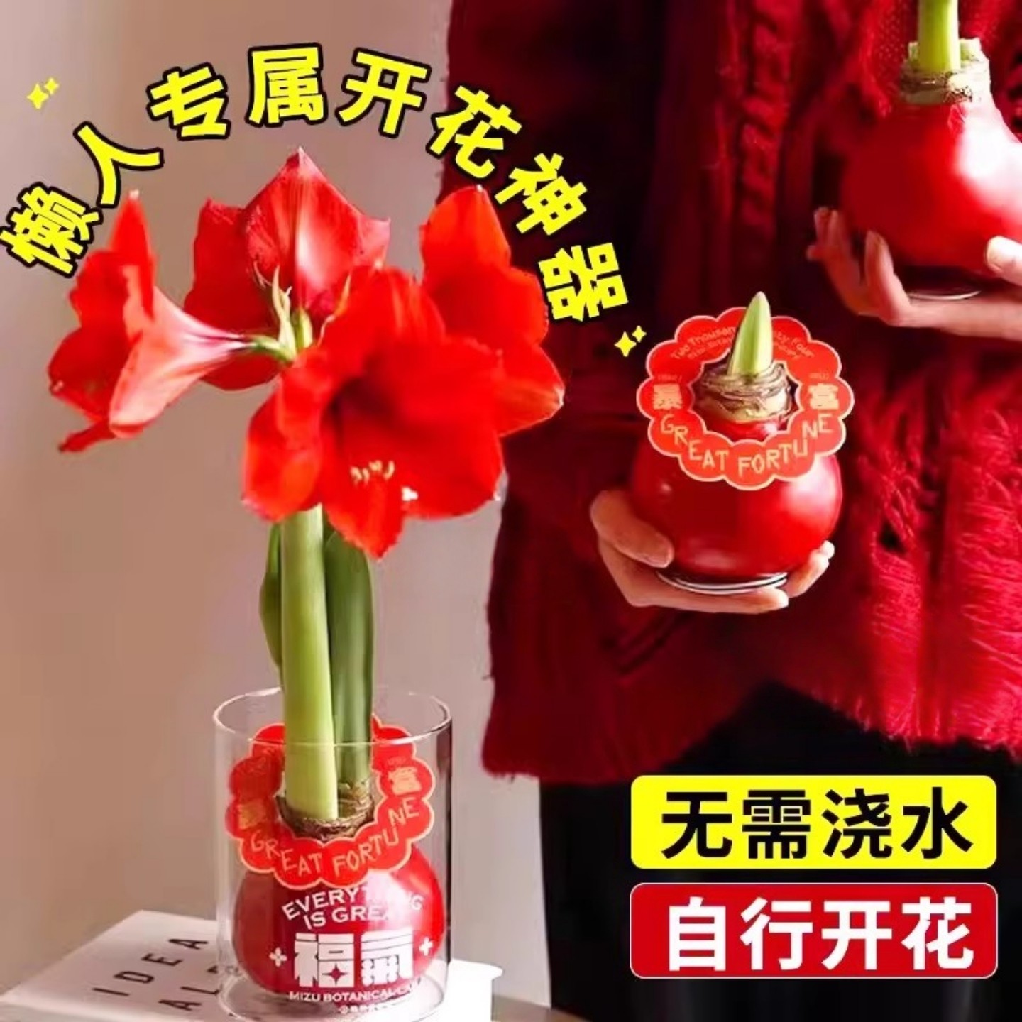 朱顶红蜡球免土免水室内桌面懒人花卉观赏植物送礼节日祝福注定红