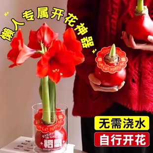 朱顶红蜡球免土免水室内桌面懒人花卉观赏植物送礼节日祝福注定红