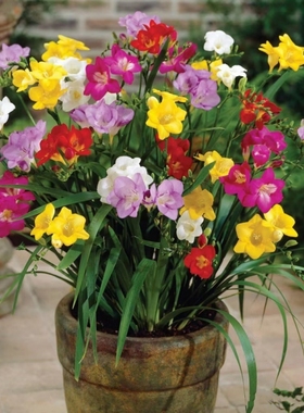 香雪兰种球耐寒小苍兰好养易活室内外花卉阳台庭院盆栽植物浓香型